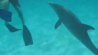Swimming with a frolic dolphin